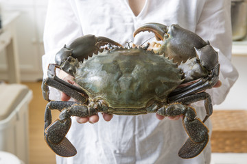 ノコギリガザミ