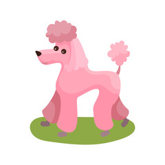 Pink poodle dog, purebred pet animal standing on green grass colorful vector Illustration
