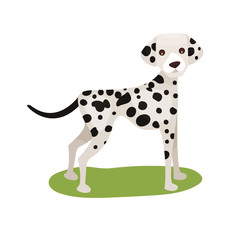 Dalmatian dog, purebred pet animal standing on green grass colorful vector Illustration
