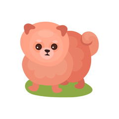 Obraz na płótnie Canvas Pomeranian spitz dog, purebred pet animal standing on green grass colorful vector Illustration