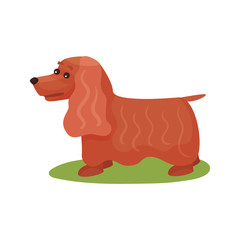 English cocker spaniel dog, purebred pet animal standing on green grass colorful vector Illustration