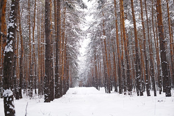 Beautiful Winter Snow Forest with Snow Covered Trees. Winter of 2018