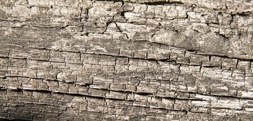Old tree texture as background