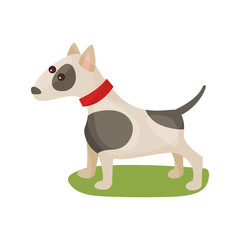 Pitbull dog, purebred pet animal standing on green grass colorful vector Illustration