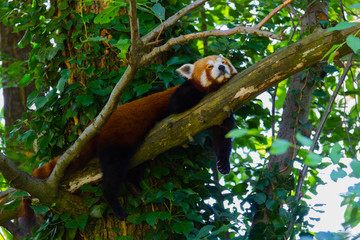 Smaller panda sleeping