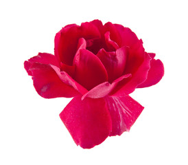 Fototapeta premium Flower roses isolated on white background