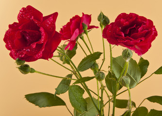 Red roses on a beige background