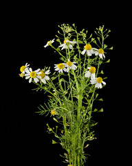 Chamomiles on a black background