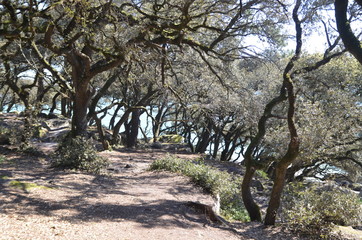 Obraz premium Bois de la Chaise, sur l'île de Noirmoutier, avec arbres au milieu des rochers