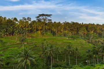 Fototapeta na wymiar Rice fields Jatiluwih - Bali island Indonesia