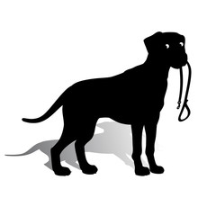 Silhouette of a Dog (Dalmatian) holding a leash, on a white background.