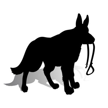 Silhouette of a Dog (German Shepherd) holding a leash, on a white background.
