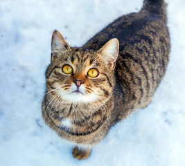 cat walking in the snow