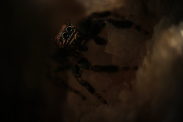 Large spider in the wild