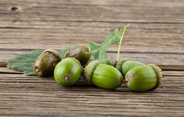 the acorns on the wooden table closeup
