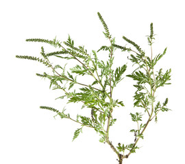 ambrosia isolated on white background closeup