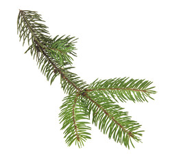 Branch of Christmas tree isolated on white background