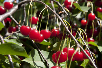 Cherry tree with juicy and ripe fruits