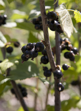 Black currant on a bush with juicy and ripe fruits