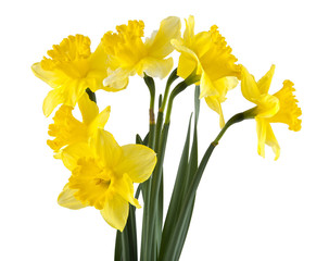 Yellow daffodil flowers isolated on white background