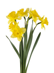 Yellow daffodil flowers isolated on white background