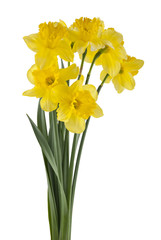 Yellow daffodil flowers isolated on white background