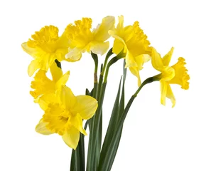 No drill roller blinds Narcissus Yellow daffodil flowers isolated on white background