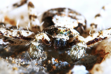 Large spider in the wild