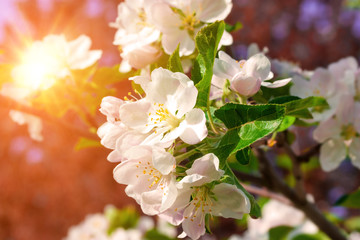 Obraz premium Apple tree in flowers