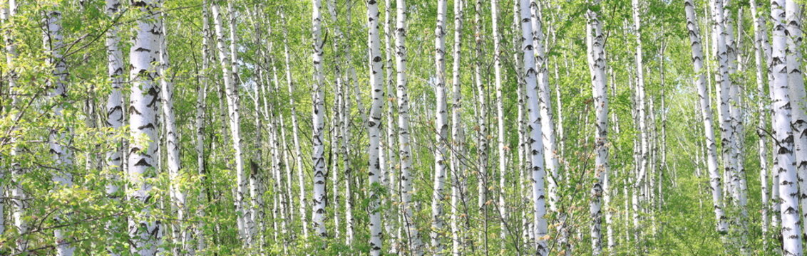 Fototapeta Birch trees trunks. Beautiful panorama.