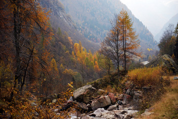 yellow larch in autumn in the Alps mountains