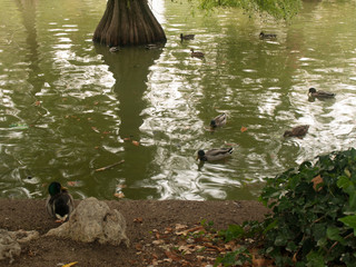 patos en estanque