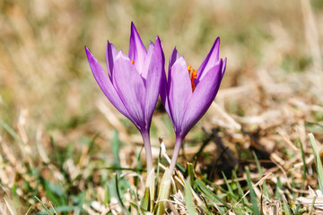 Crocus nudiflorus. Flores de Azafrán Silvestre.
