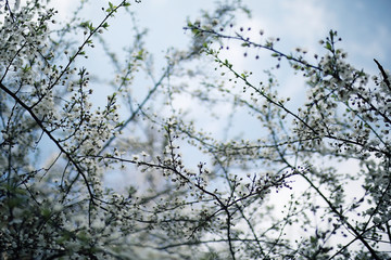 toned background spring tree branches with young leaves sun glare blur bokeh
