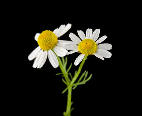 chamomile flowers on a black background closeup