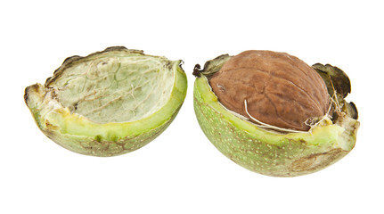 green walnuts isolated on white background