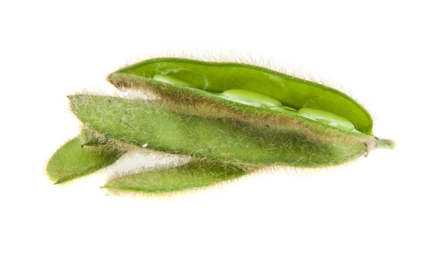 soybean isolated on white background close-up