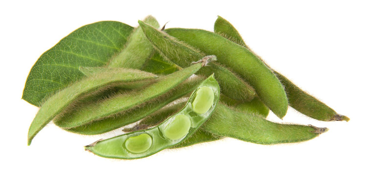 soybean isolated on white background close-up