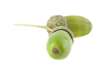 acorns isolated on white background closeup