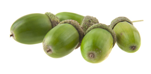 acorns isolated on white background closeup