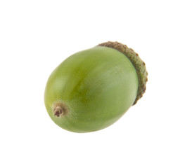 acorns isolated on white background closeup