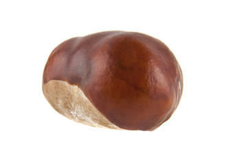 chestnut isolated on white background closeup
