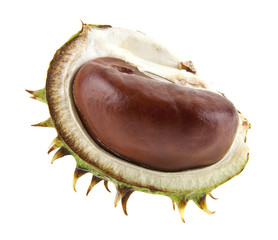 chestnut isolated on white background closeup