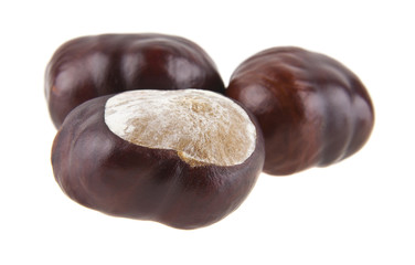 chestnut isolated on white background closeup