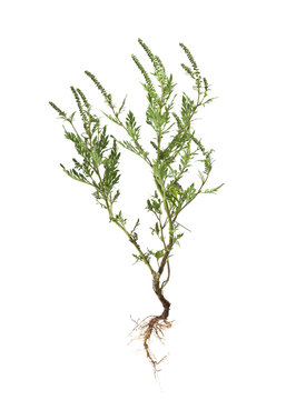 ragweed isolated on white background closeup
