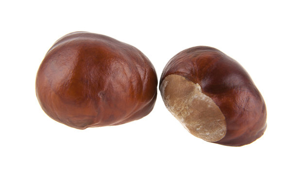 chestnut isolated on white background closeup