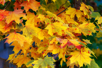 Maple, yellow red autumn leaves, beautiful background.