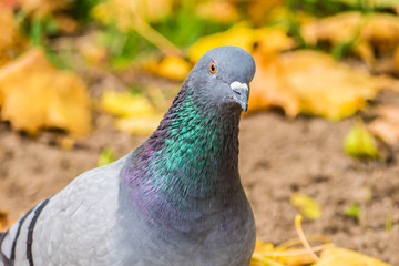 Portrait of dove in autumn leaves. Bird view close. Pigeon season yellow fallen leaves.
