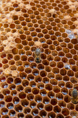 Close up view of the working bee on the honeycomb with sweet honey..