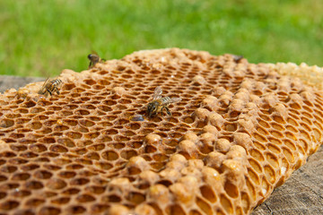 Close up view of the working bee on the honeycomb with sweet honey..